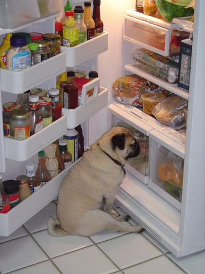冷蔵庫の中を見つめるパグ