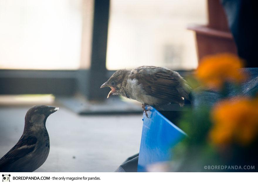 found-blind-baby-sparrow-below-my-balcony-880-11