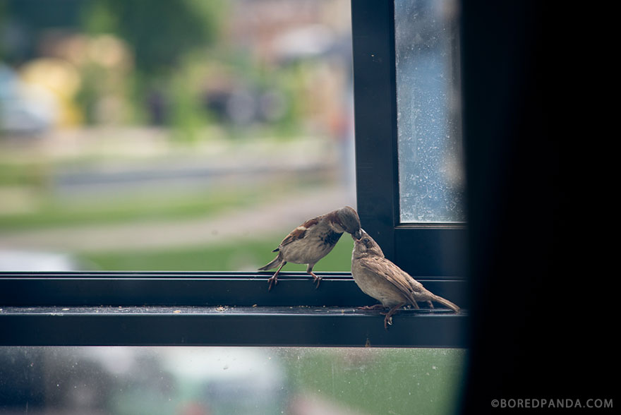 found-blind-baby-sparrow-below-my-balcony-880-4
