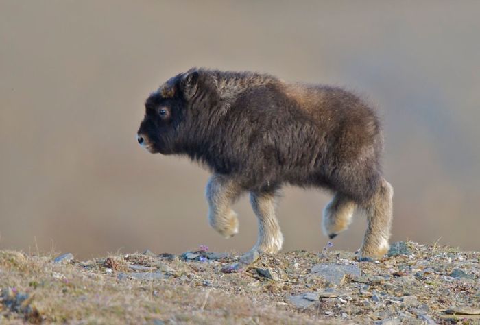 A baby Musk Ox just a few weeks old.