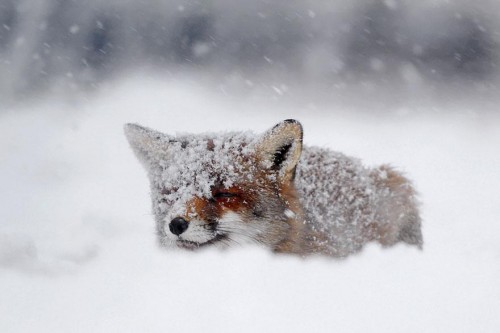 amazing-fox-photos-7