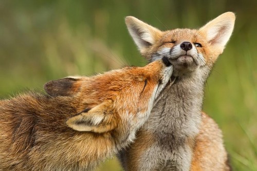 amazing-fox-photos-9