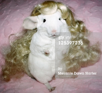 125397236-chinchilla-with-blonde-doll-wig-gettyimages