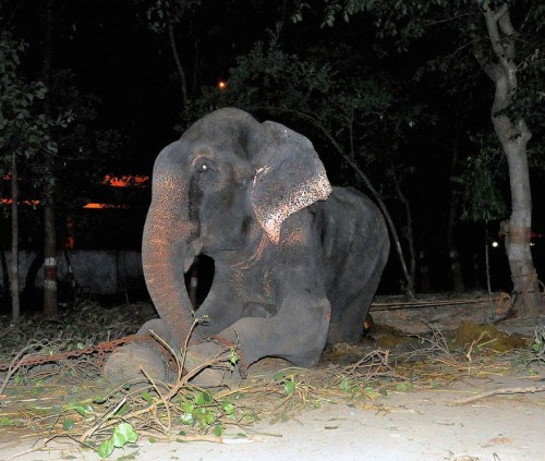 crying-elephant-raju-rescued-chained-50-years-4