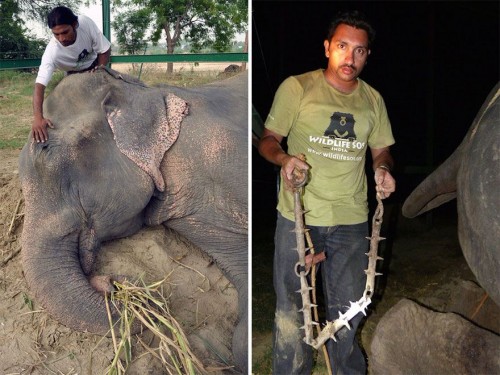 crying-elephant-raju-rescued-chained-50-years-8