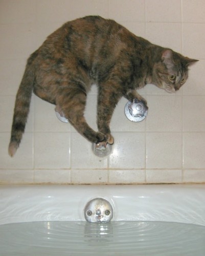 bathcat (8)