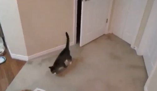 catdoor22