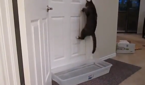 catdoor4