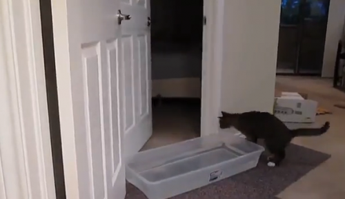 catdoor5