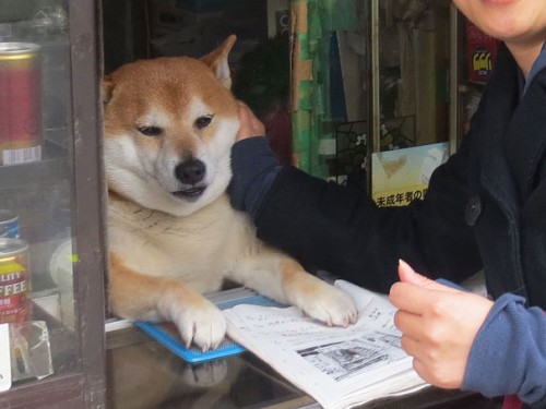 dog-opens-counter-window-shiba-inu-doge-2