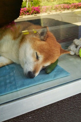 dog-opens-counter-window-shiba-inu-doge-5