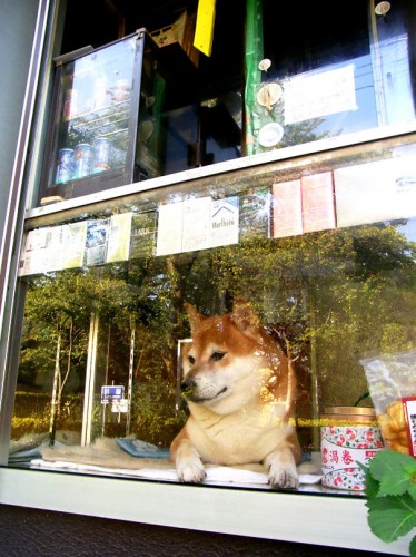 dog-opens-counter-window-shiba-inu-doge-6