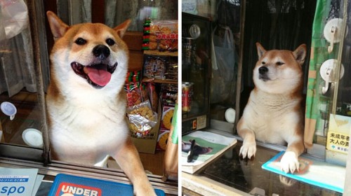 dog-opens-counter-window-shiba-inu-doge-8