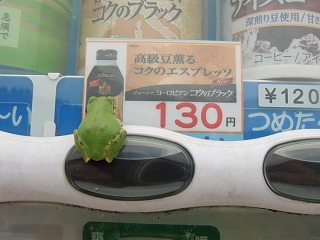 frog (3)