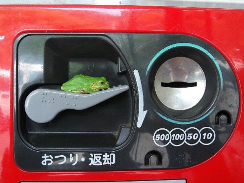 frog (9)