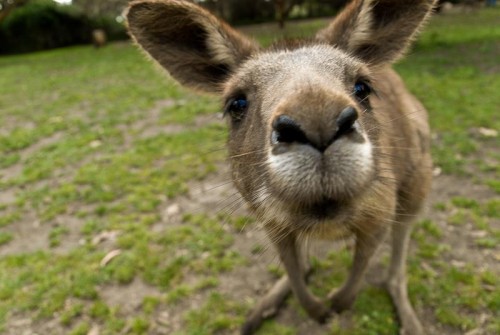 kangaroo1 (18)