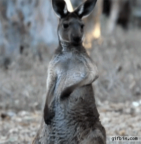 kangaroo1 (2)