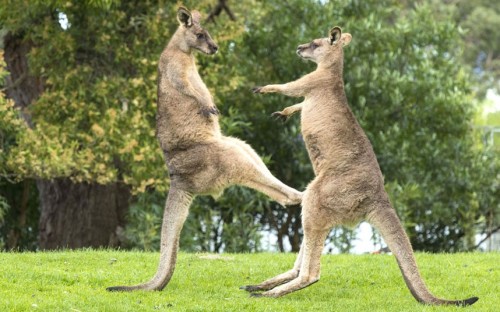 kangaroo1 (5)
