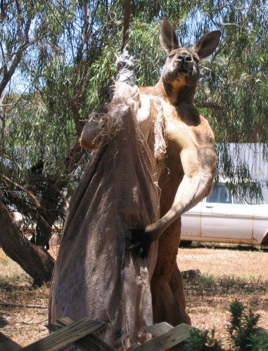kangaroo1 (9)