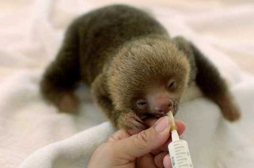 sloth1 (13)