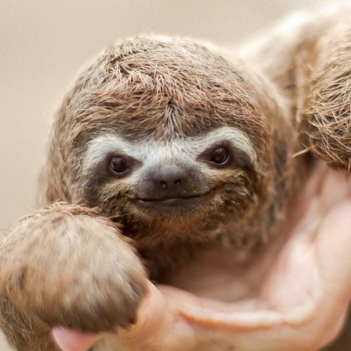 sloth1 (16)