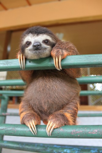 sloth1 (2)
