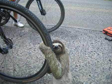 sloth1 (22)
