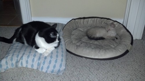 catbed (11)
