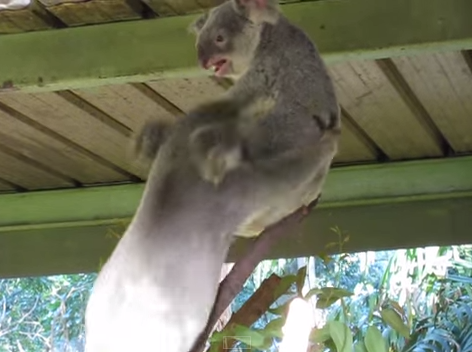 koalafight