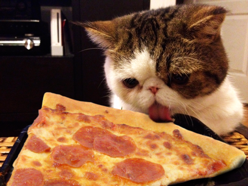 pizza-cat