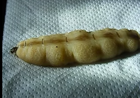 queentermite