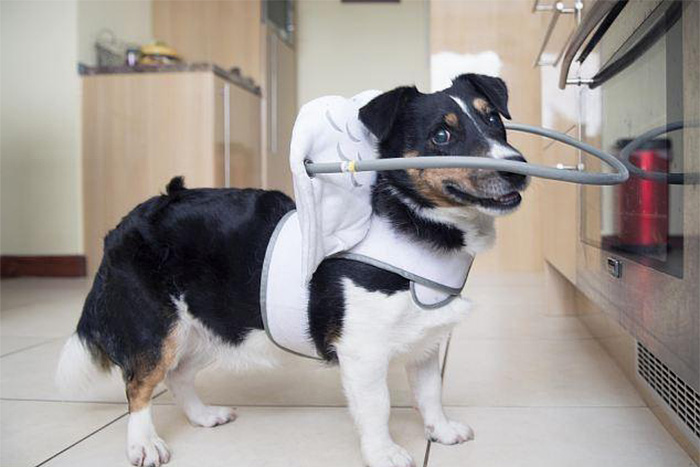 blind-dog-safety-device-muffins-halo-7