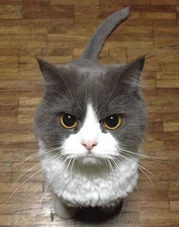 cat_unhappy (4)