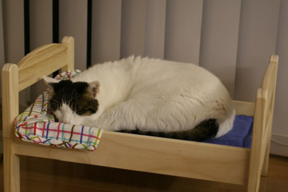 catbed10