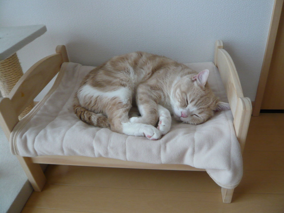 catbed2