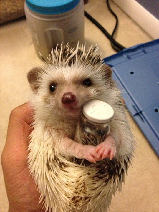 hedgehog _heartwarming (1)