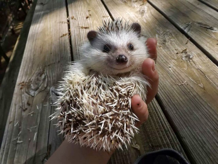hedgehog _heartwarming (15)