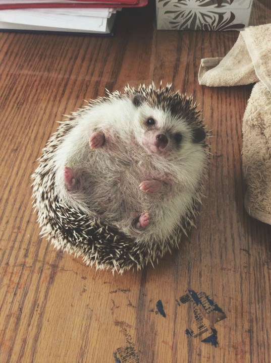hedgehog _heartwarming (5)