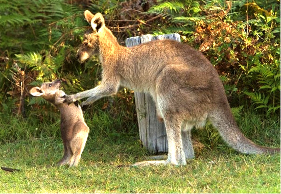 kangaroo_pet (10)