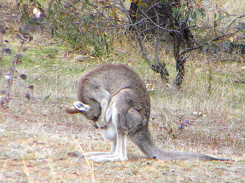 kangaroo_pet (12)