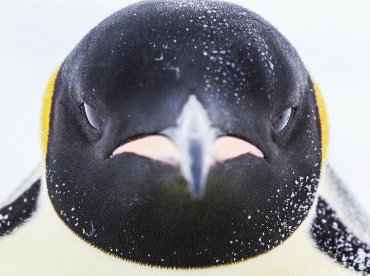 penguin (11)