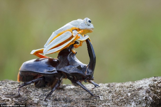 frog_beatle (1)