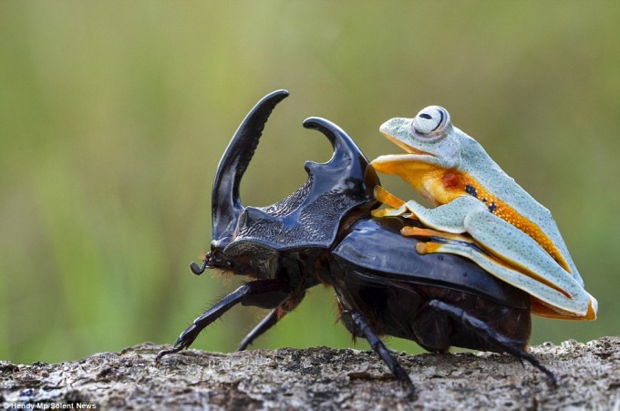 frog_beatle (2)