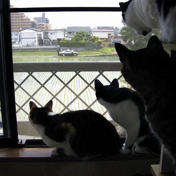 cat_saikyo (4)
