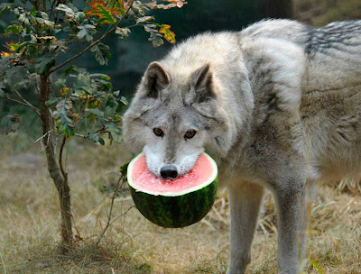 wolf_watermelon