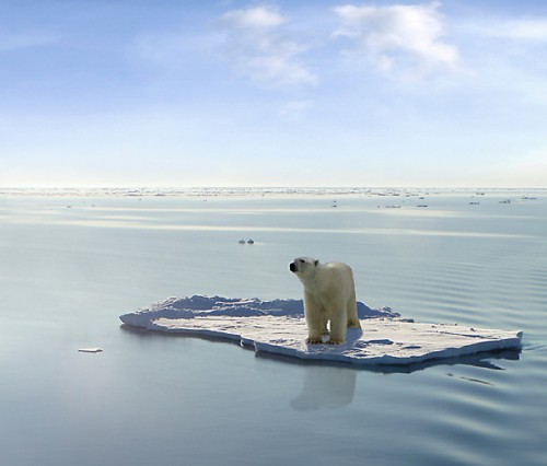 A polar bear managed to get on one of the last ice floes floating in the Arctic sea. Due to global warming the natural environment of the polar bear in the Arctic has changed a lot. The Arctic sea has much less ice than it had some years ago.