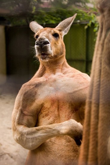 macho_kangaroo4