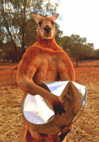 macho_kangaroo5