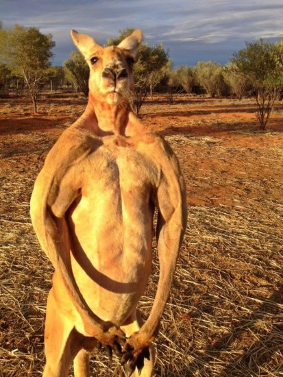 macho_kangaroo6