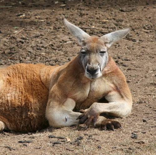 macho_kangaroo7